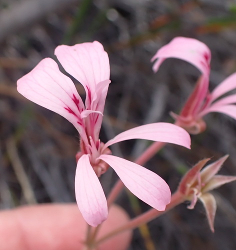 Pelargonium carneum (Pelargonium carneum)