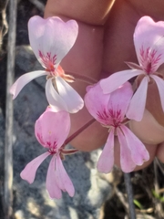 Pelargonium carneum (Pelargonium carneum)