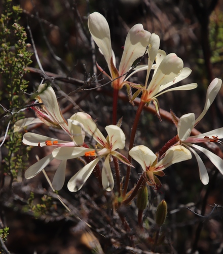 Pelargonium carneum (Pelargonium carneum)