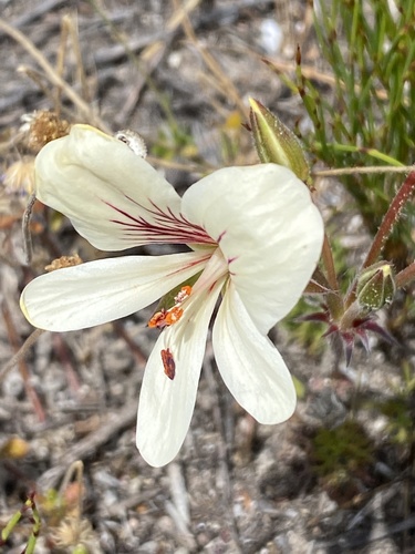 Pelargonium carneum (Pelargonium carneum)