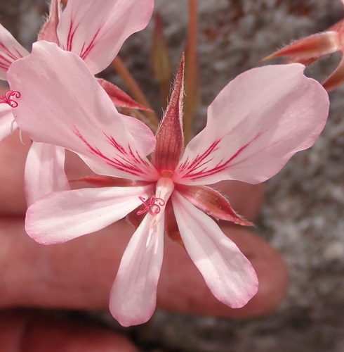 Pelargonium carneum (Pelargonium carneum)