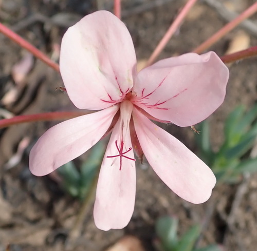 Pelargonium carneum (Pelargonium carneum)