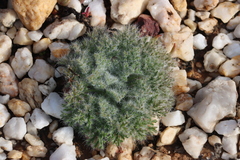 Pelargonium caroli-henrici (Pelargonium caroli-henrici)
