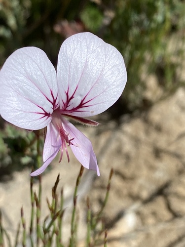 Pelargonium caucalifolium (Pelargonium caucalifolium)