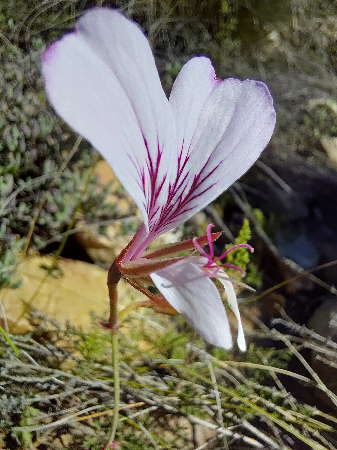 Pelargonium caucalifolium: Parsley Storksbill ( Pelargonium caucalifolium ) in South Africa