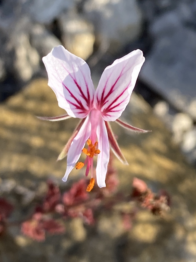 Pelargonium caucalifolium (Pelargonium caucalifolium)