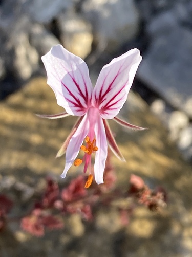 Pelargonium caucalifolium (Pelargonium caucalifolium)
