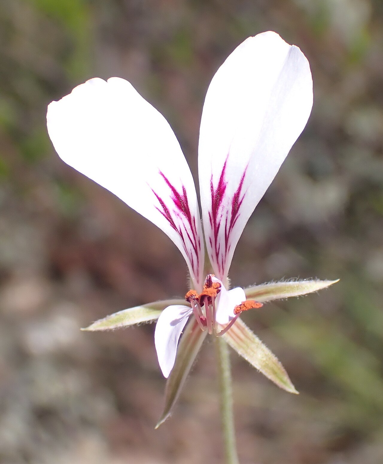 Pelargonium caucalifolium: Parsley Storksbill ( Pelargonium caucalifolium ) in South Africa