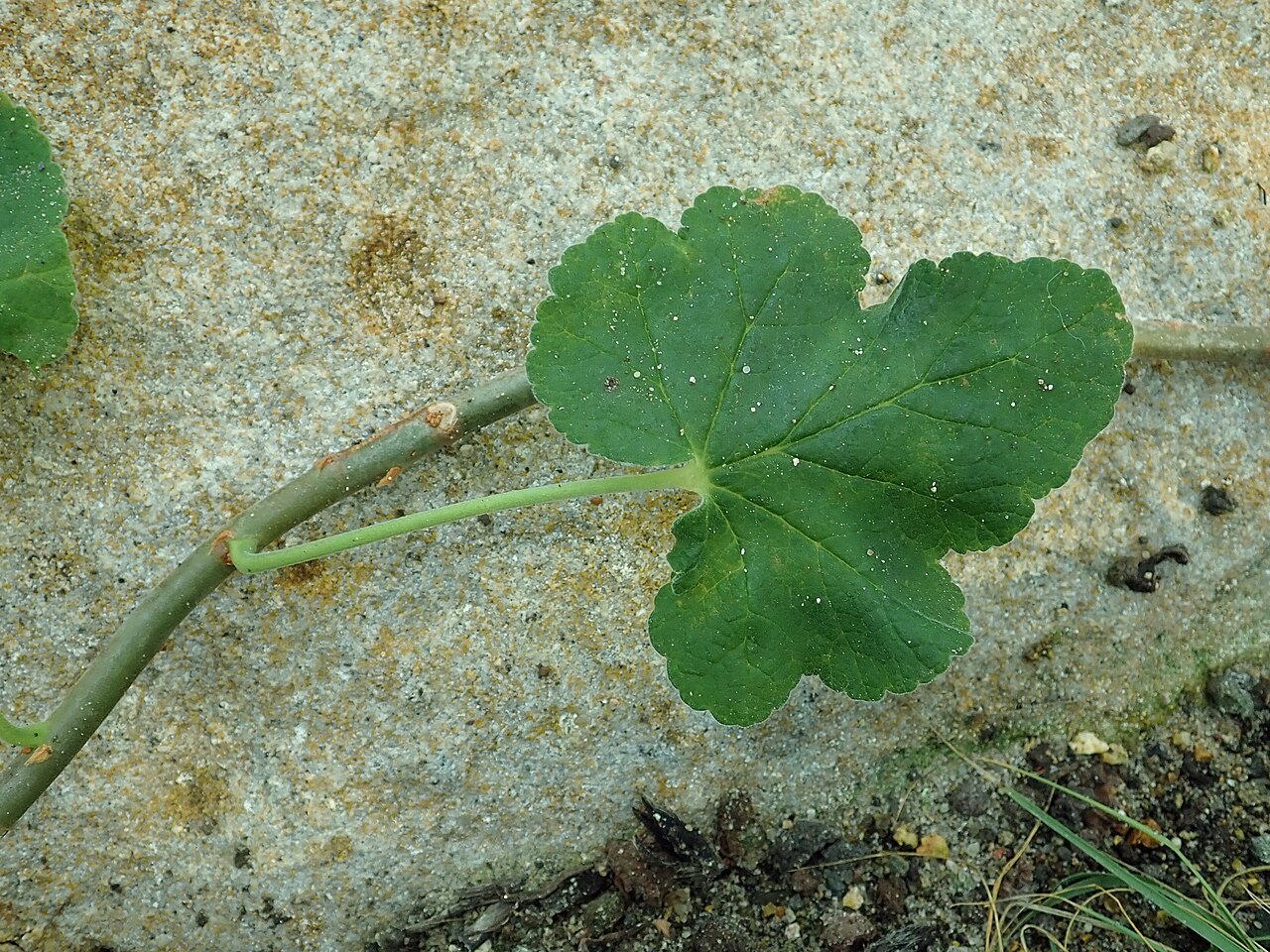 Pelargonium caylae: Pelargonium caylae , botanical garden in Berlin.