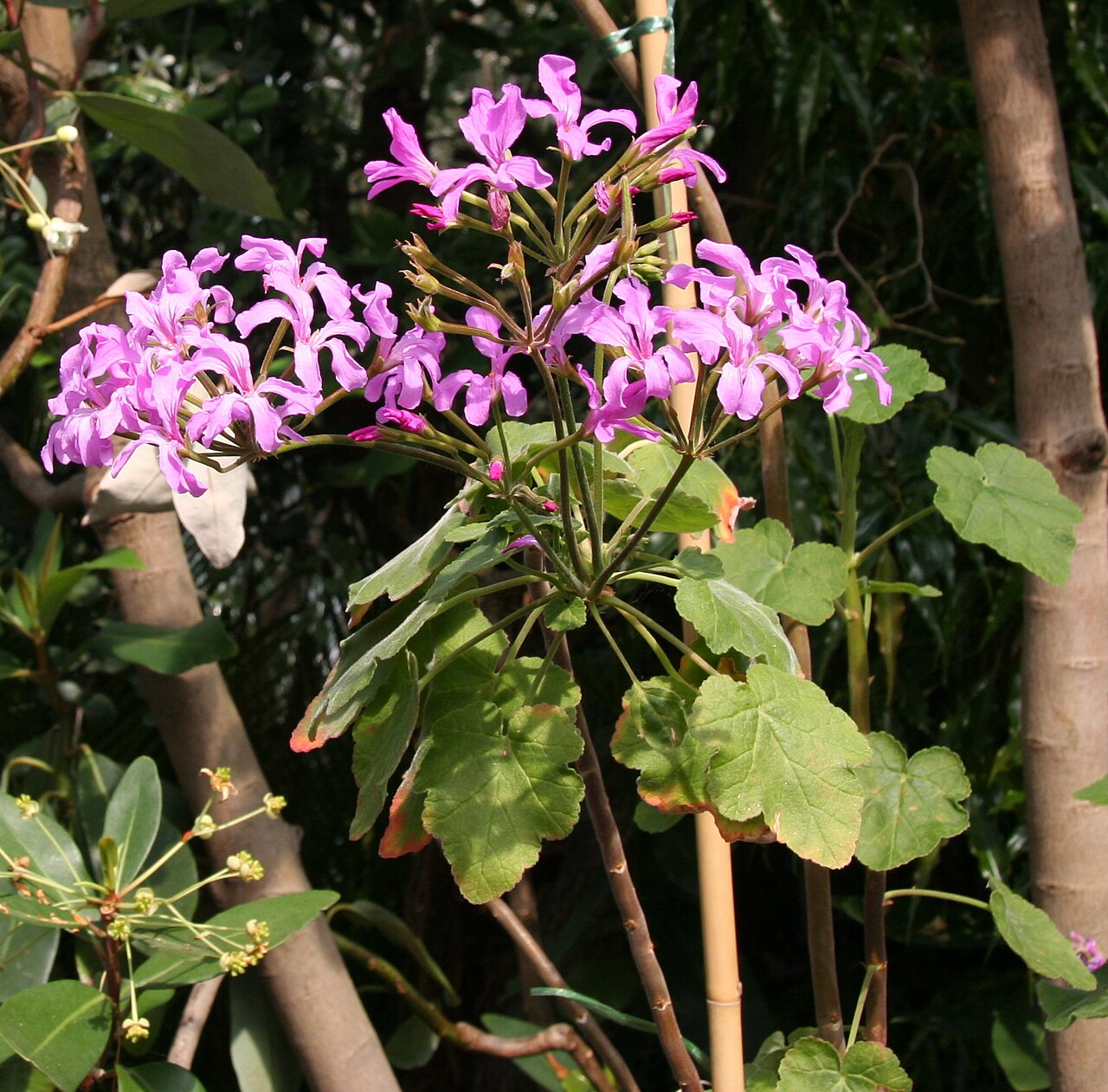 Pelargonium caylae: Pelargonium caylae im Botanischen Garten Dresden