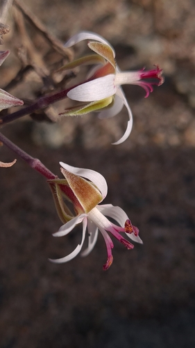 Pelargonium ceratophyllum (Pelargonium ceratophyllum)