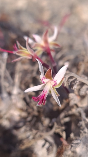 Pelargonium ceratophyllum (Pelargonium ceratophyllum)