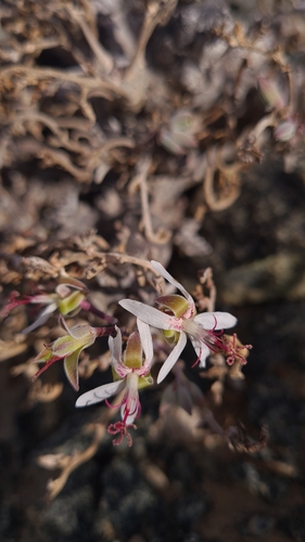 Pelargonium ceratophyllum (Pelargonium ceratophyllum)