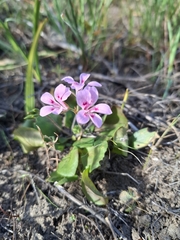 Pelargonium chelidonium (Pelargonium chelidonium)