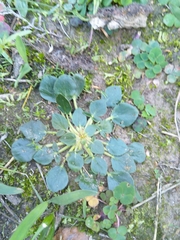Pelargonium chelidonium (Pelargonium chelidonium)