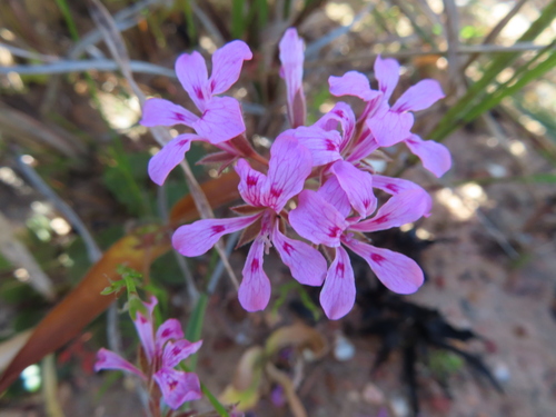 Pelargonium chelidonium (Pelargonium chelidonium)