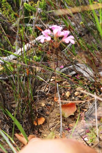 Pelargonium chelidonium (Pelargonium chelidonium)