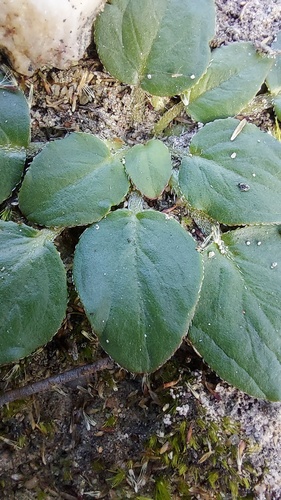 Pelargonium chelidonium (Pelargonium chelidonium)