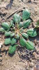 Pelargonium chelidonium (Pelargonium chelidonium)
