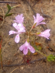 Pelargonium chelidonium (Pelargonium chelidonium)