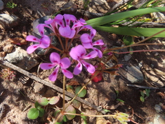 Pelargonium chelidonium (Pelargonium chelidonium)