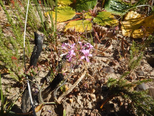 Pelargonium chelidonium (Pelargonium chelidonium)