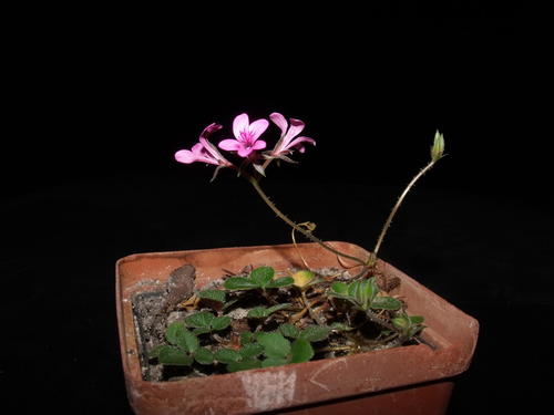Pelargonium chelidonium (Pelargonium chelidonium)