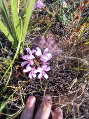 Pelargonium chelidonium (Pelargonium chelidonium)