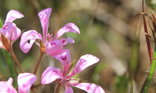 Pelargonium chelidonium (Pelargonium chelidonium)