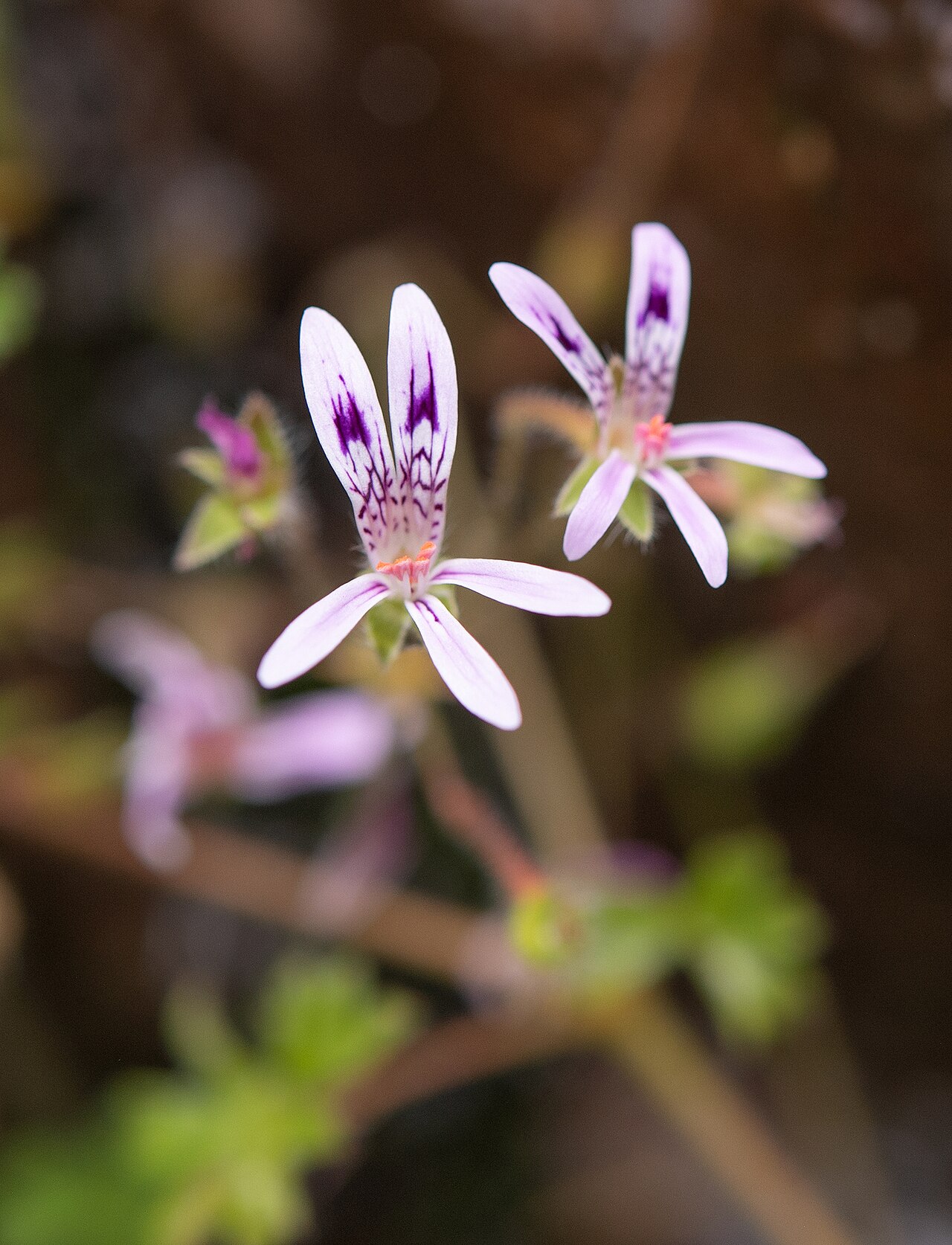 Pelargonium columbinum: Lax Storksbill ( Pelargonium columbinum ) in South Africa
