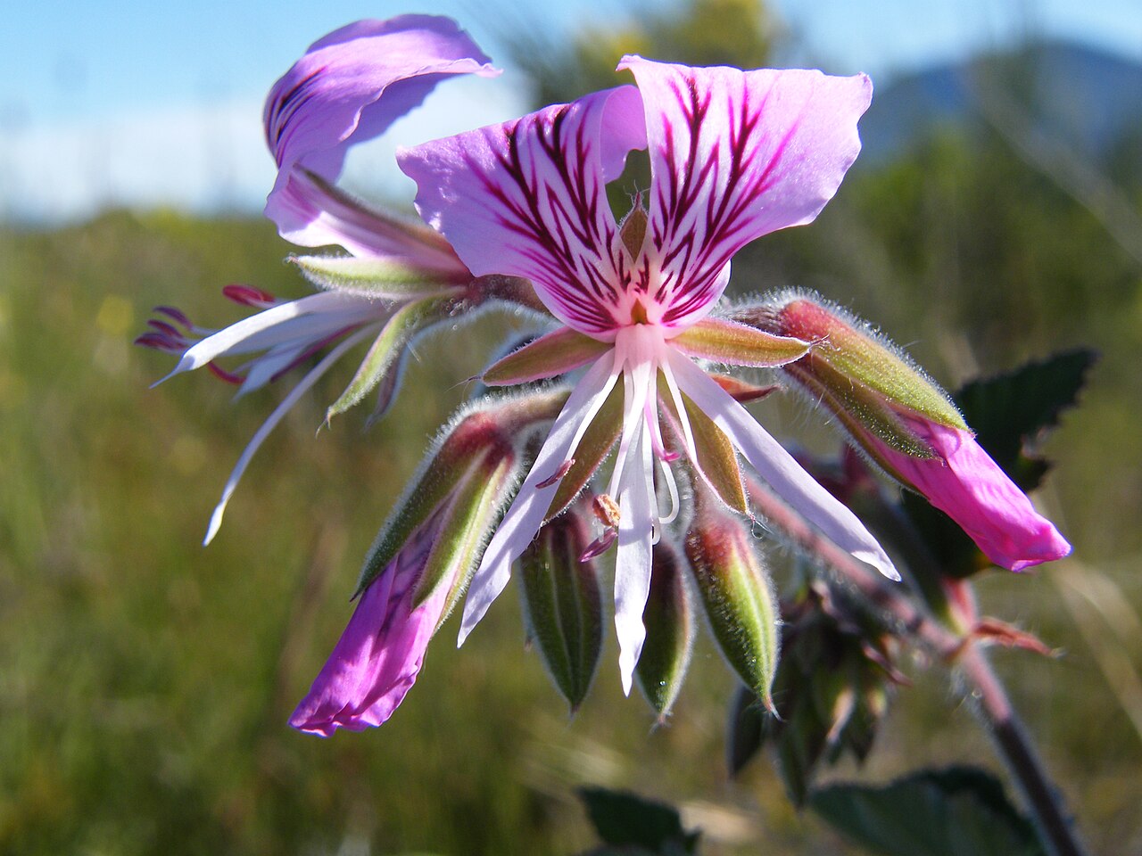 Heart-leaved pelargonium: flower