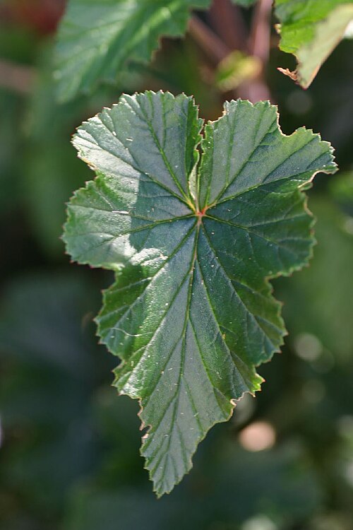 Heart-leaved pelargonium: Pelargonium cordifolium in the Cape fynbos in South Africa