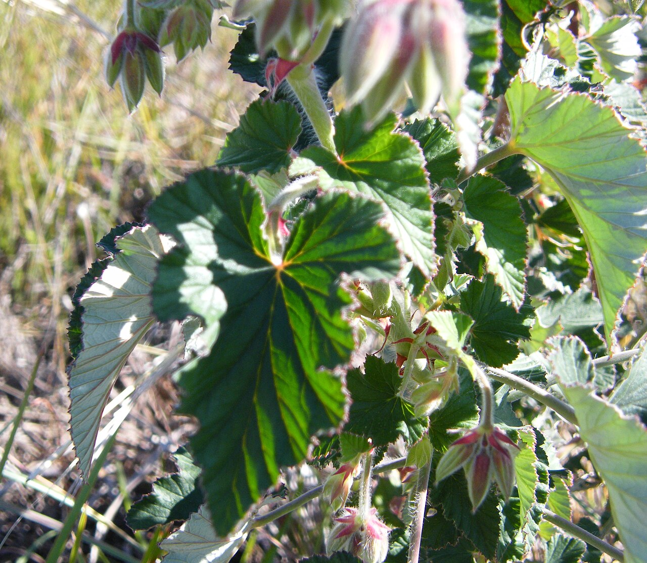 Heart-leaved pelargonium: leaves