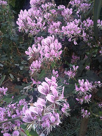 Heart-leaved pelargonium: Pelargonium cordifolium at Kew Gardens, England.