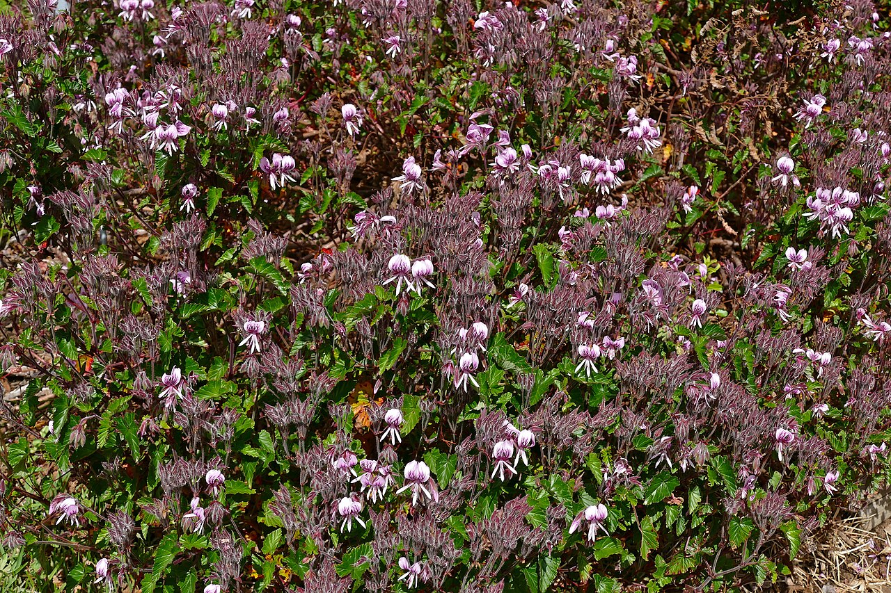 Heart-leaved pelargonium: Kirstenbosch National Botanical Garden, Cape Town, Western Cape, SOUTH AFRICA