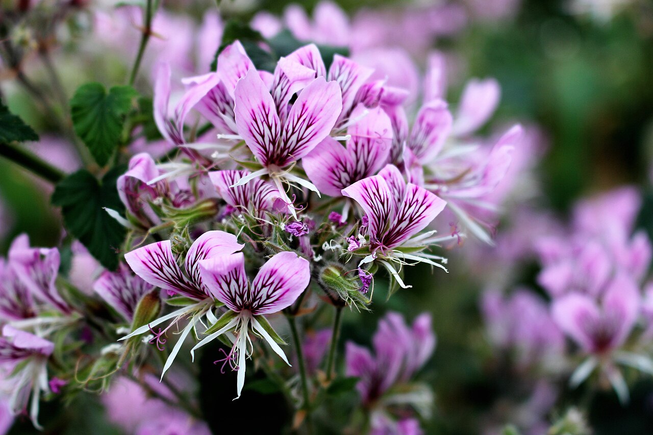 Heart-leaved pelargonium: Pelargonium cordifolium in Kew Gardens, England.