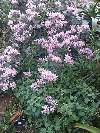 Heart-leaved pelargonium: Pelargonium cordifolium at Kew Gardens, England.