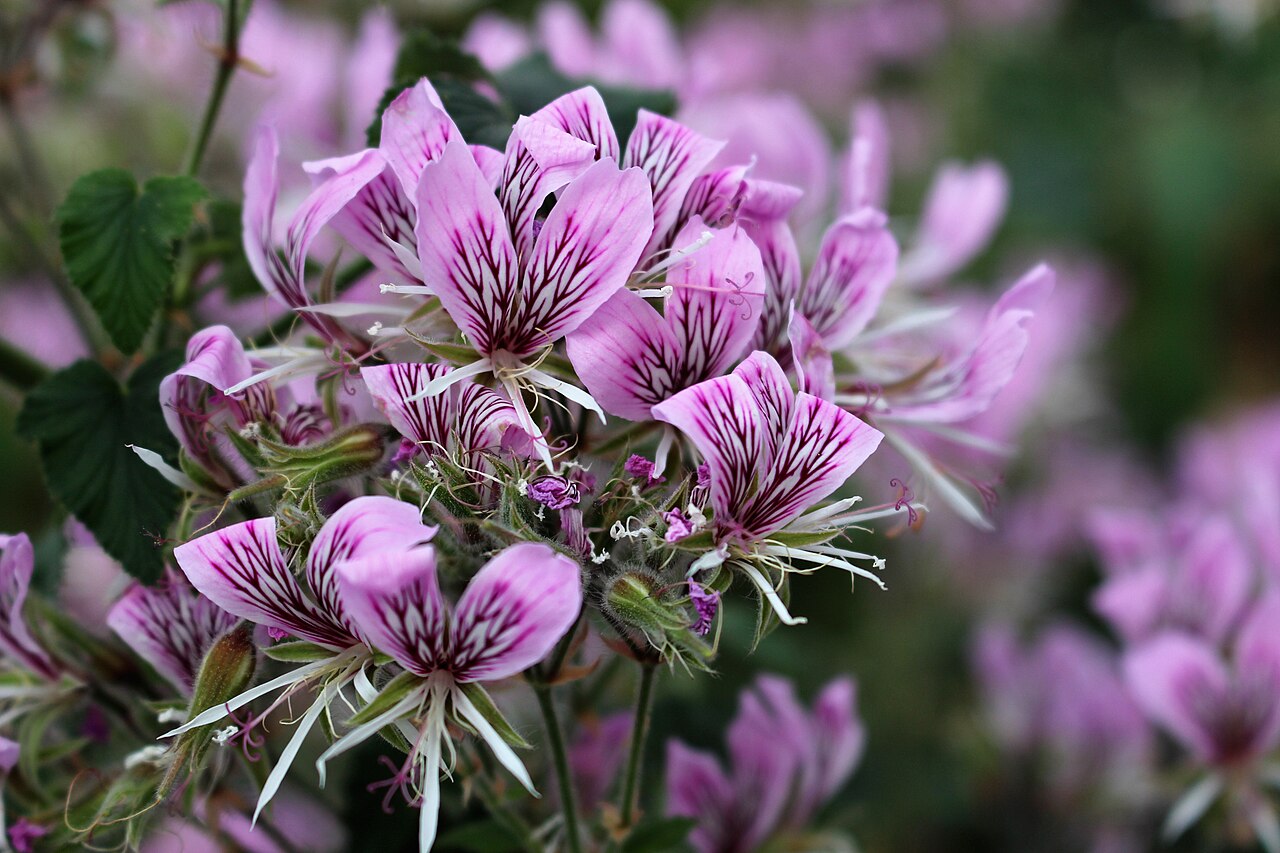 Heart-leaved pelargonium: Pelargonium cordifolium in Kew Gardens, England.