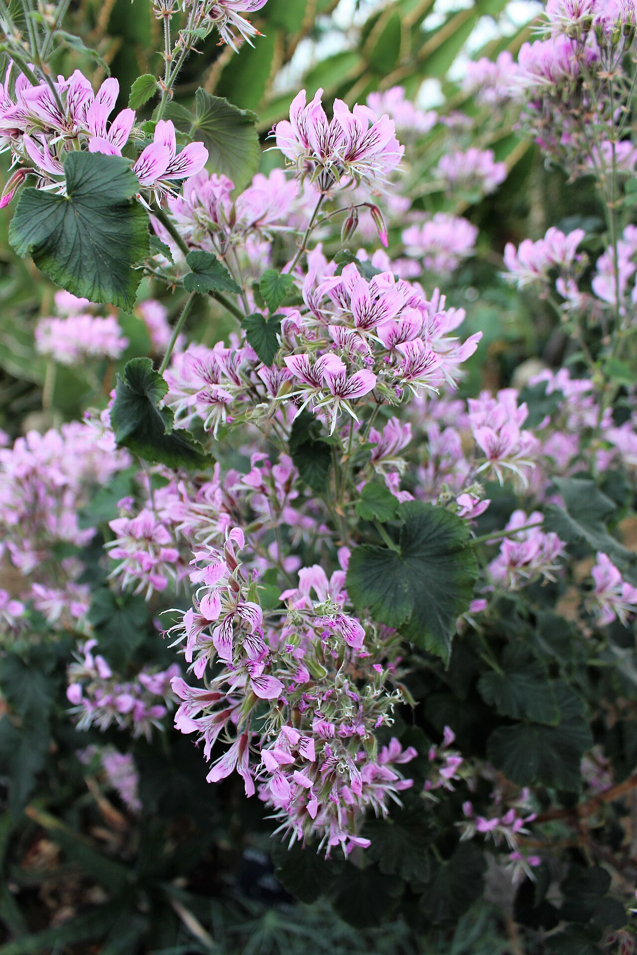 Heart-leaved pelargonium: Pelargonium cordifolium in Kew Gardens, England.