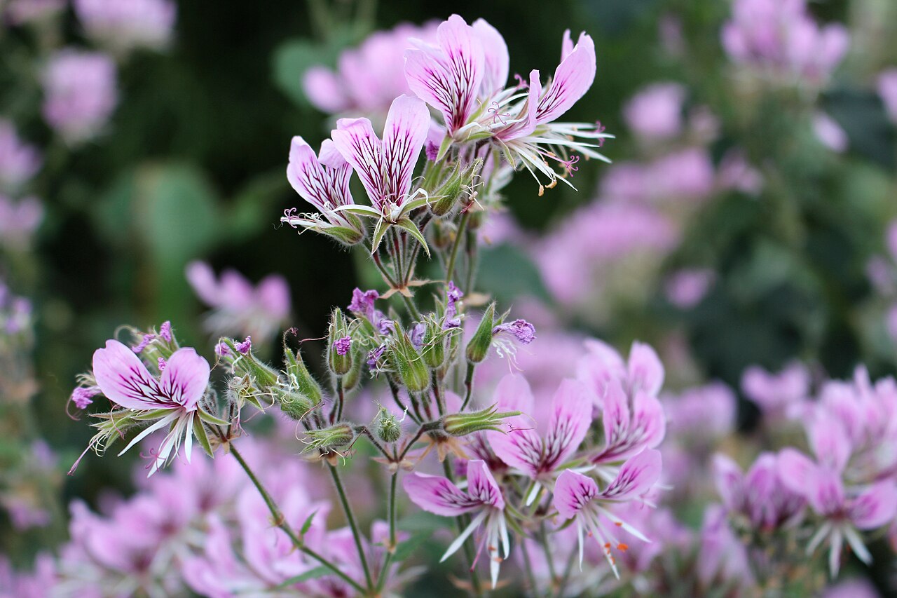Heart-leaved pelargonium: Pelargonium cordifolium in Kew Gardens, England.