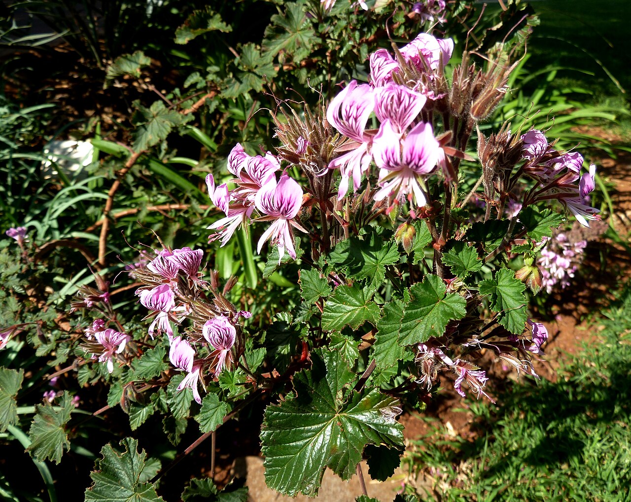 Heart-leaved pelargonium: Heart-leaved storkbill in the Pretoria National Botanical Garden, South Africa