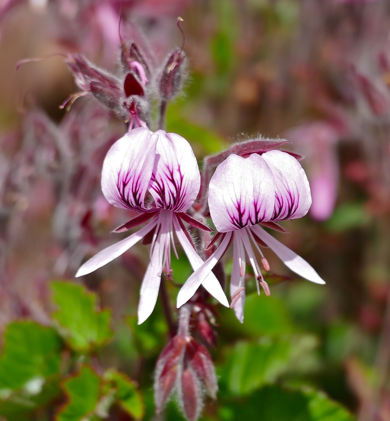 Heart-leaved pelargonium: Kirstenbosch National Botanical Garden, Cape Town, Western Cape, SOUTH AFRICA