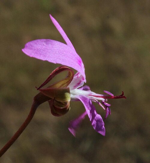 Pelargonium coronopifolium: Lateral view of a flower of Pelargonium coronopifolium, photographed by Tony Rebelo, at the Driehoek-vlakte North of the camping site, Uitkyk Mountain Pass, Ced
