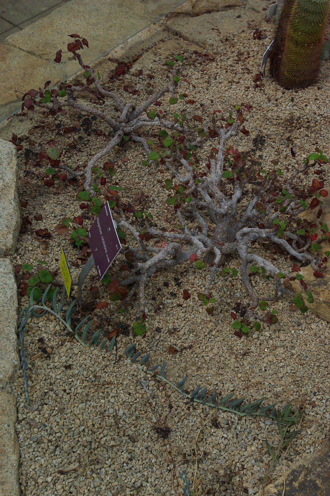 Old father live forever: Pelargonium cotyledonis, Conservatoire botanique national de Brest