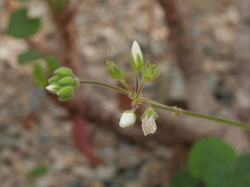 Old father live forever: Pelargonium cotyledonis Conservatoire botanique national de Brest, juin 2007