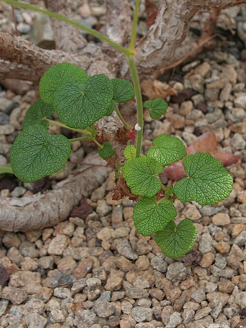 Old father live forever: Pelargonium cotyledonis Conservatoire botanique national de Brest, juin 2007