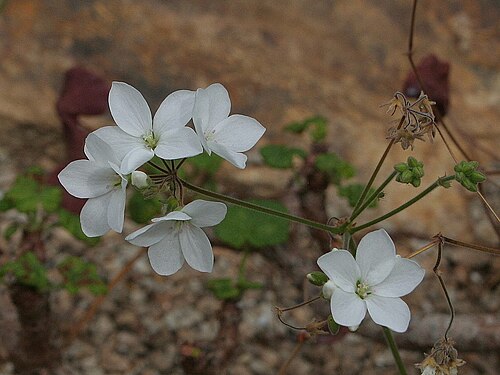 Old father live forever: Pelargonium cotyledonis Conservatoire botanique national de Brest , France, 2007