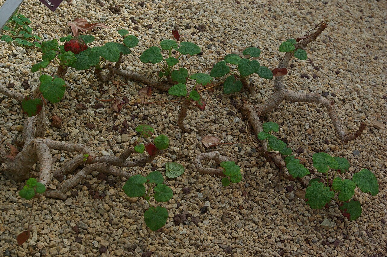 Old father live forever: Pelargonium cotyledonis, Conservatoire botanique national de Brest