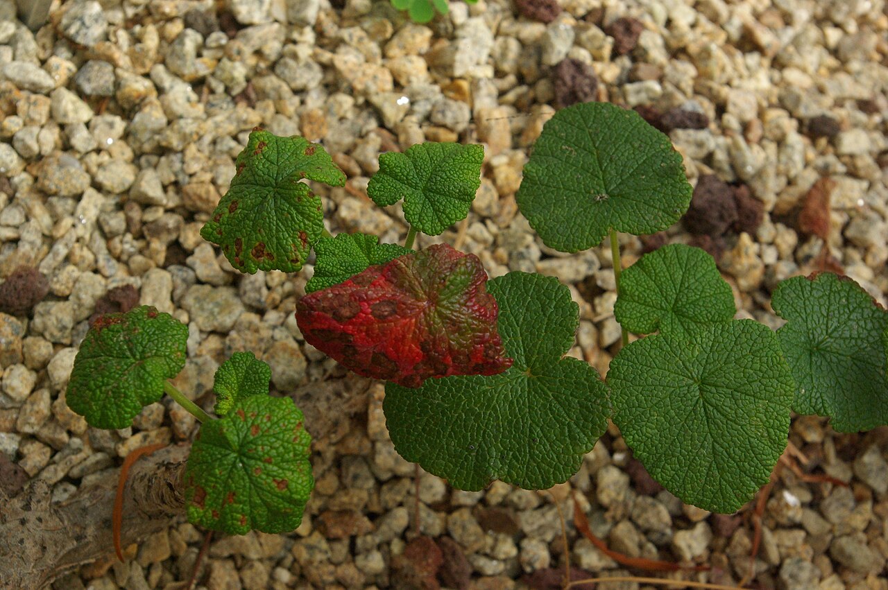 Old father live forever: Pelargonium cotyledonis, Conservatoire botanique national de Brest