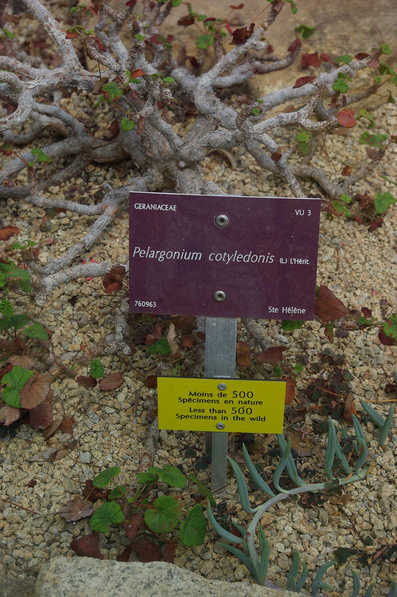 Old father live forever: Pelargonium cotyledonis, Conservatoire botanique national de Brest